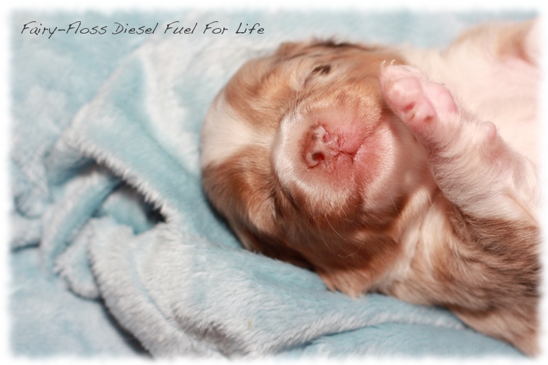 Mini          Aussie Welpen - Mini Aussie Züchter - Gesunde Mini   Aussies